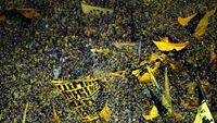 FotoReport: Borussia Dortmund - Real Madrid